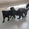 Chiots Berger Malinois thumb 2