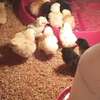 Poussins Goliath vaccinés à vendre thumb 2