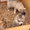 Husky de Siberie thumb 9