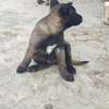 chiots malinois pure sang thumb 4