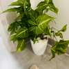 Petites et grandes Plantes d'intérieur vertes thumb 2