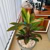 Petites et grandes Plantes d'intérieur vertes thumb 6