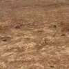Terrain Yenne TF thumb 1