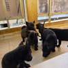 Chiots malinois purs sang thumb 0