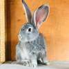 Lapin géant de Flandres Chinchilla & Blanche thumb 0