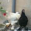 Couple. Poule bramah thumb 3