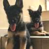 Chiot berger allemand thumb 0