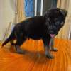 Chiot berger allemand pur thumb 1