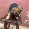 Chiot berger allemand poils longs thumb 1