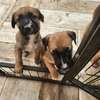 Croisés bergers belges malinois thumb 3