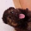 Berger allemand thumb 0