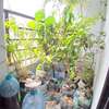 18-23 trees/plants +liquid natural fertilizer+rich soil thumb 0
