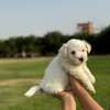 Bichon maltais thumb 3