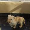 Chiots bichon maltais thumb 2