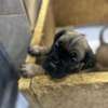 BOERBOEL thumb 8