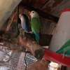 Perroquets jeunes adultes bleu vert rose sociables thumb 3
