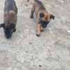 chiots malinois pure sang thumb 6