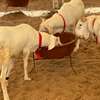 Mouton de tabaski de qualite thumb 0