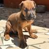Chiot Rhodesian Ridgeback X malinois thumb 3