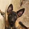 Magnifiques chiots Bergers Belges Malinois charbonnés thumb 0