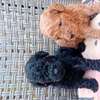 Caniche thumb 1
