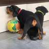 VENTE DE COUPLE CHIOTS ROTTWEILER thumb 1