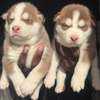 Husky chiot aux yeux bleus pur sang thumb 1