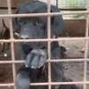 Chiots Cane Pure Race thumb 4