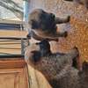 Berger allemand  malinois thumb 13