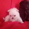 Pomeranè thumb 8