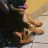 Berger Allemand male et femelle thumb 1
