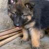 Chiot berger allemand thumb 2