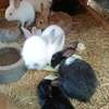 Couple Lapereaux lapin thumb 2