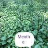 Vente de nana (menthe) thumb 3