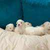 BICHON MALTAIS thumb 2