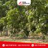 Terrain à arbres fruitiers à vendre à Sindia thumb 10