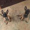 Chiots berger allemand thumb 0