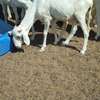 Lot de Moutons Femelle Ladoums thumb 4
