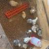 Poulets disponible thumb 3