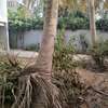 une villa louer mermoz thumb 2