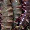 langouste, cigale de mer,Cameron, gambas, crevettes G et M thumb 1