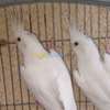 Callopsitte albinos à vendre thumb 3