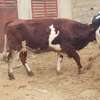 Vaches gestantes Holstein et Montbéliarde thumb 3