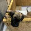 BOERBOEL thumb 7
