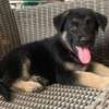 Berger Allemand male et femelle thumb 2