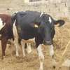 Vaches gestantes Holstein et Montbéliarde thumb 2