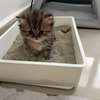 Chatons Chinchilla Persans – 2 mois et 2 semaines thumb 5
