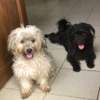 Bichons maltais thumb 1