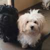 Bichon maltais thumb 1