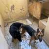 Chiot berger allemand thumb 6